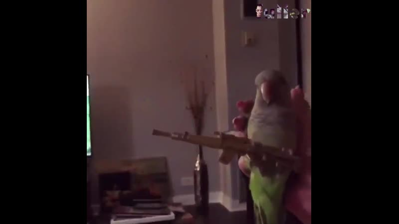 папуг