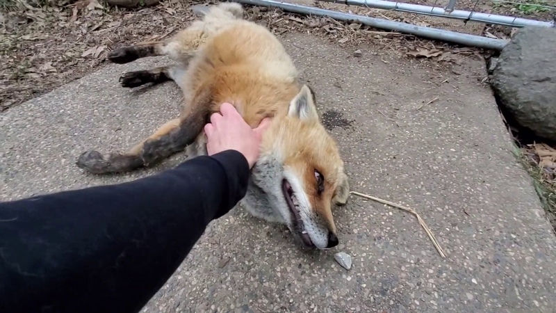 The foxes that say HEHEHE