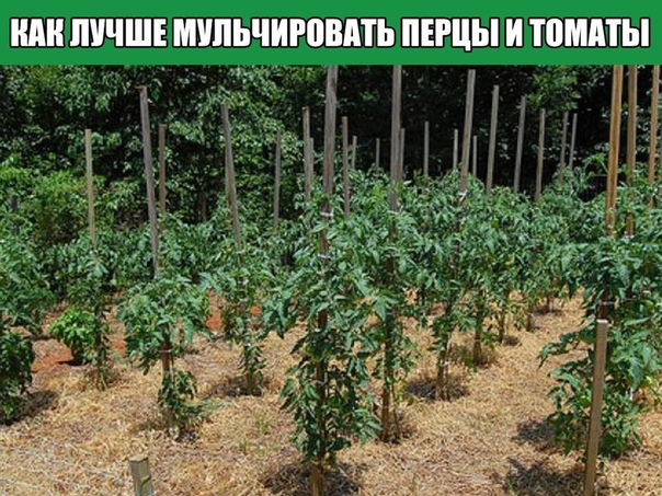 КАК ЛУЧШЕ МУЛЬЧИРОВАТЬ ПЕРЦЫ И ТОМАТЫ После того, как вы высадили перцы или томаты в теплицу, их необходимо укутать соломой, или любой другой мульчой, например, можно щипой нехвойных пород