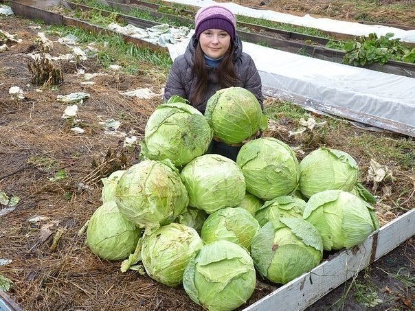 Капуста на дернине Один участок земли у нас никак не обрабатывался два года. И наши родители традиционники, ждали, когда же мы этот участок вскопаем, ведь без обработки почва сильно уплотнилась