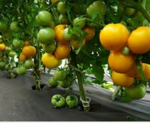 Клуша характеристика и описание сорта фото