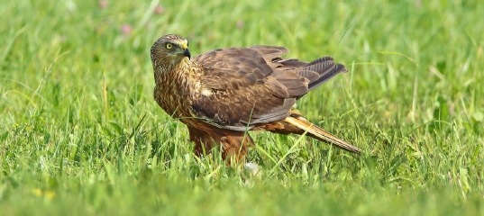 Камышовый лунь. Поселок болотное новосибирская область. Болотный лунь. Болотный лунь самка. Болотный лунь самка.